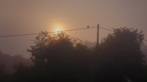 postes eléctricos con cables y pájaros en la niebla de la mañana