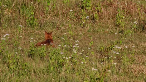 resting on the grass looking around for any potential prey, dhole cuon alpinus, thailand