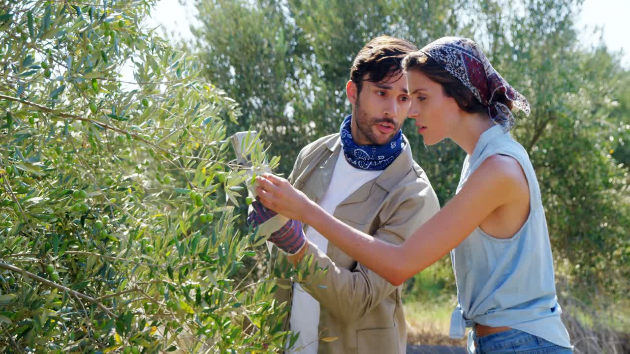 pareja examinando las aceitunas en la planta 4k