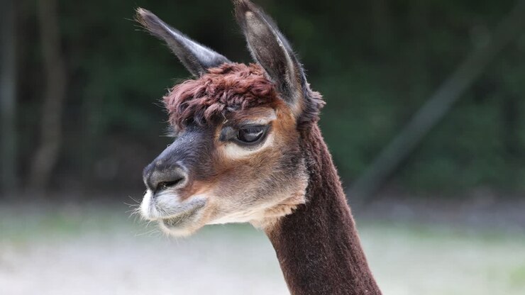 Ritratto ravvicinato di un simpatico muso di alpaca marrone nella natura durante una giornata di sole, primo piano - slow motion