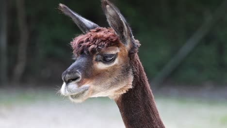 Portrait-shot-of-cute-brown-colored-Alpaca-Face-in-Nature-during-sunny-day,-close-up---slow-motion