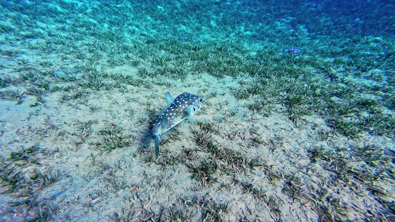 arrecifes de coral y peces tropicales en el mar rojo, egipto