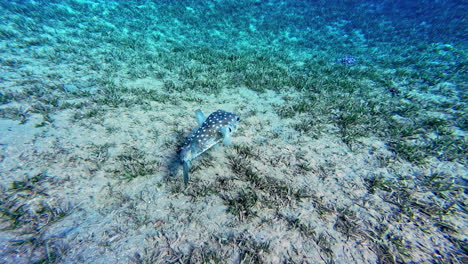 Arrecife-De-Coral-Y-Peces-Tropicales-En-El-Mar-Rojo,-Egipto