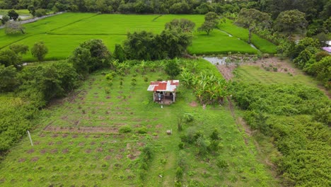 Antena:-Clip-De-Drones-Volando-Alto-Sobre-Una-Choza-En-Medio-De-Campos-Verdes-En-Tailandia