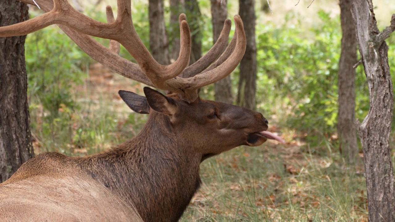 Grande renna sdraiata nel bosco che si lecca la bocca al rallentatore in 4k.