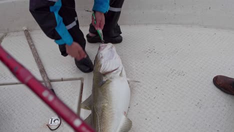 fisherman removing gaff hook on cod fish while holding fishing lure