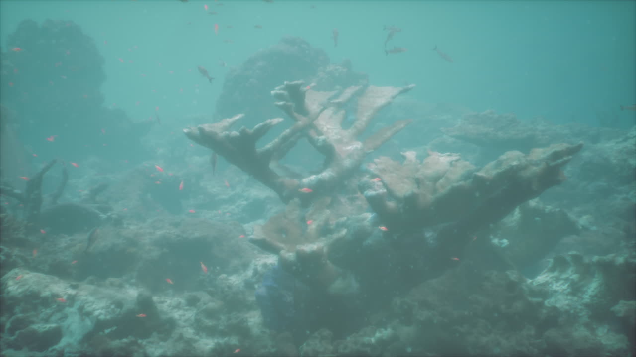 impresionante arrecife de coral bajo el agua