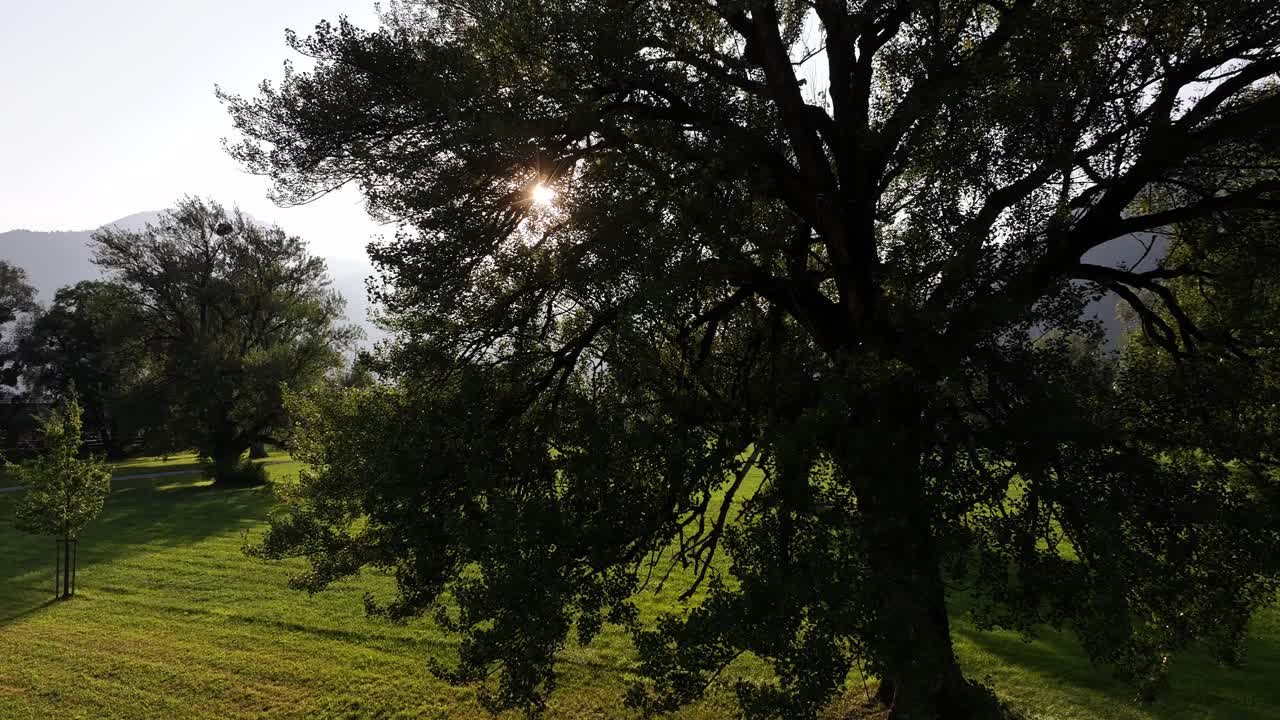 렌세 호수 근처의 평화로운 자연 장면, 태양 광선이 가지를 고 있는 나무, 웨센과 암덴, 칸톤 st.