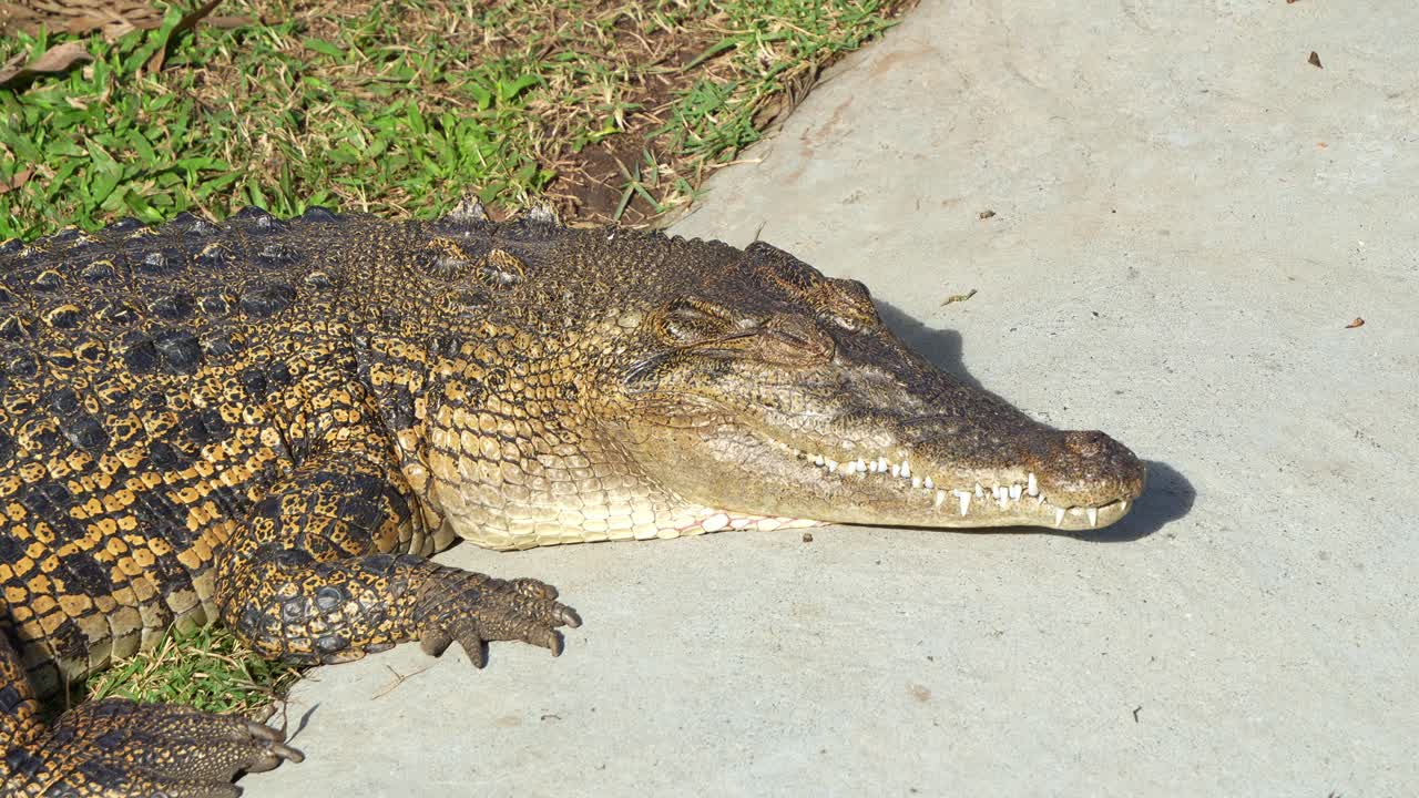 una foto de cerca de un reptil vivo más grande, el cocodrilo de agua salada, crocodylus porosus, tomando el sol en el camino en un recinto de vida silvestre, un oportunista y hipercarnívoro depredador de ápice.
