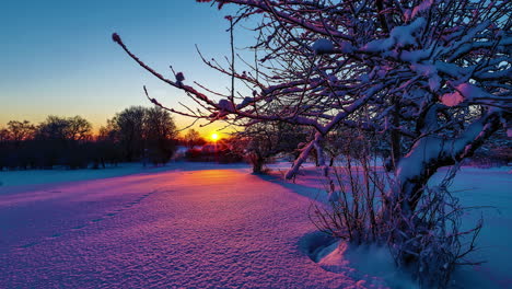 colorful winter sunrise with the sunshine glowing through the trees and reflecting color on the snow - ascending sliding time lapse