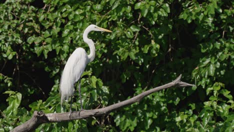 крупный план западной большой цапли, ardea alba egretta с изогнутой шеей, неподвижно сидящей на раздвинутой ветке дерева под солнцем в естественной среде обитания на фоне красивой зеленой листвы