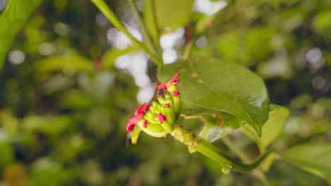 The-branch-of-a-blossoming-clove-tree,-close-up-shot