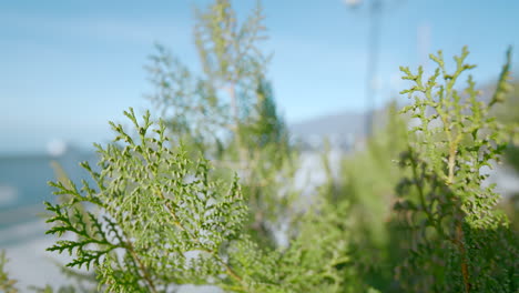 close-up of green foliage