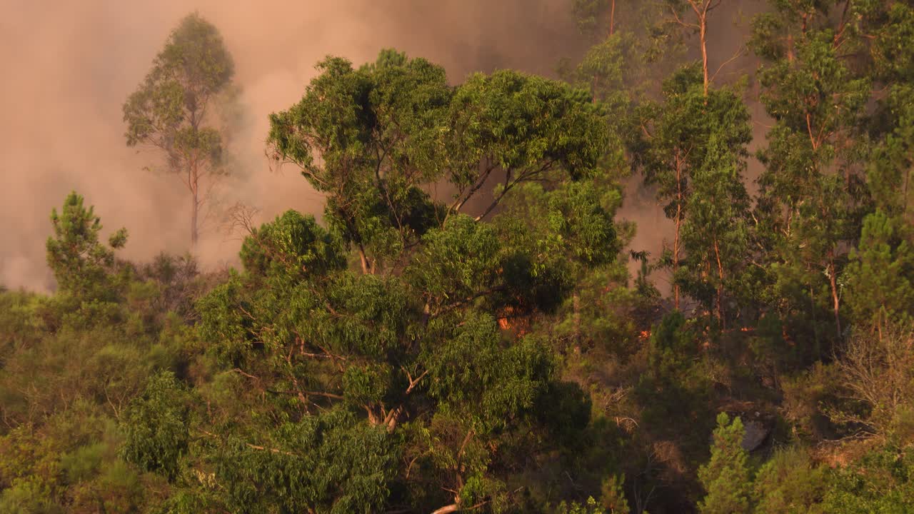 A suffocating smoke development during a forest fire in Parada, Portugal