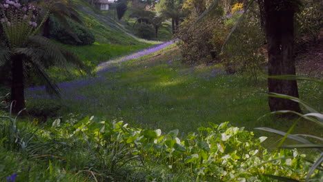 panorámica lenta de un tranquilo y misterioso jardín salvaje en cornualles con campanas azules de primavera en un día soleado
