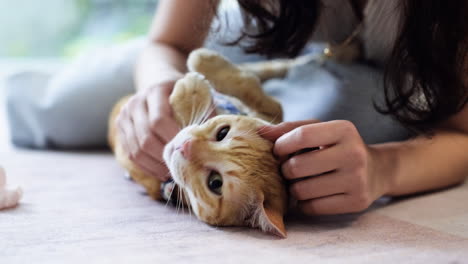 woman petting a cat