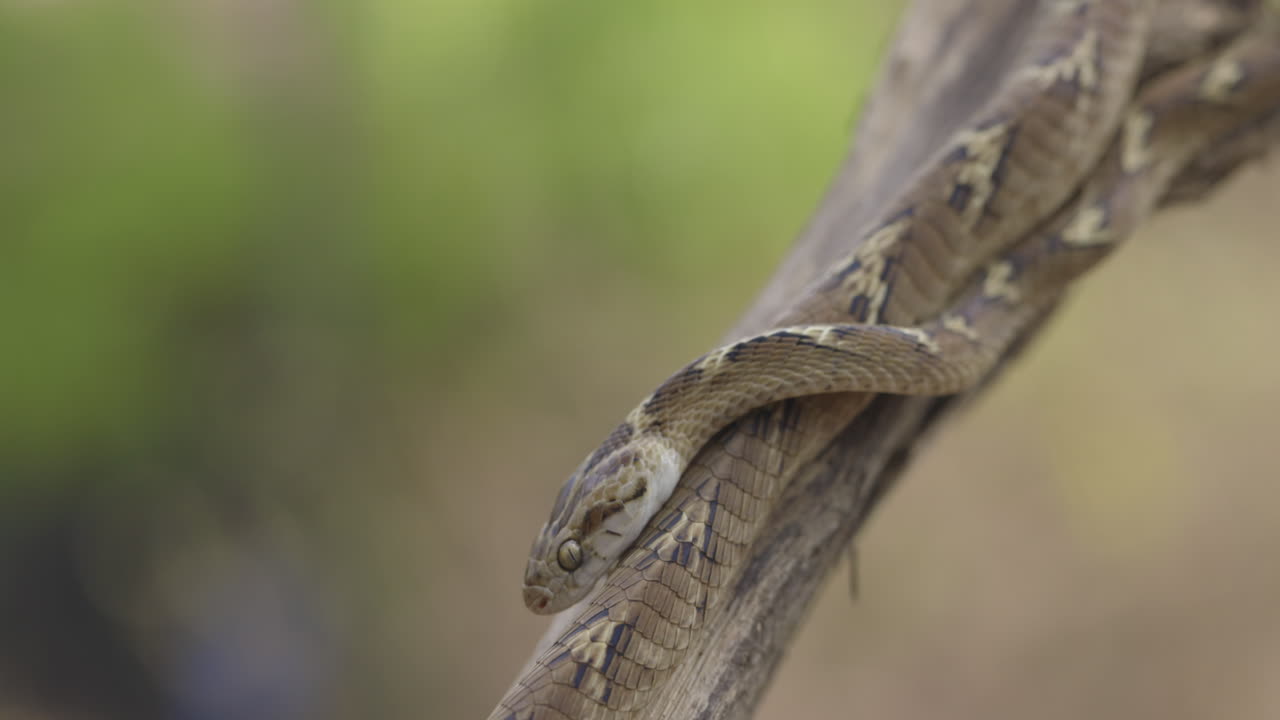 Serpente gatto comune in posizione di attacco difensivo, con la lingua che si muove rapidamente e gli occhi focalizzati; intenso macro selvaggio.
