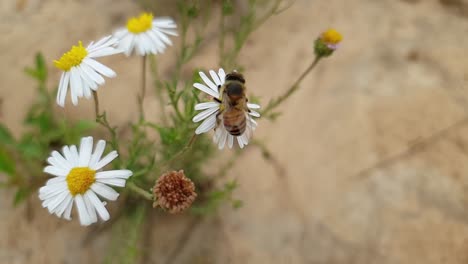 Abeja-De-Miel-En-Una-Flor-De-Margarita-Blanca-Ocupada-Recolectando-Polen-Amarillo-En-Sus-Piernas-Para-Producir-Miel,-Macro-De-ángulo-Bajo-De-Cerca-En-Cámara-Lenta