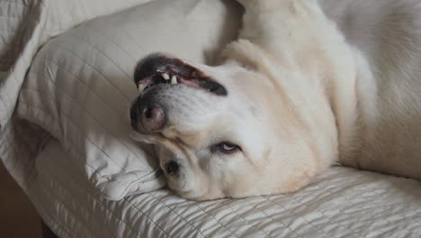 Dummer-Umgedrehter-Hund,-Der-Auf-Dem-Sofa-Faulenzt