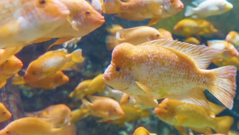 а passage of fish swim around