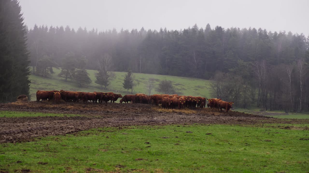 산기 ?? 에 있는 안개 가 있는 초원 의 중간 에 있는  ⁇ 더미 에 서 있는 소 의 무리