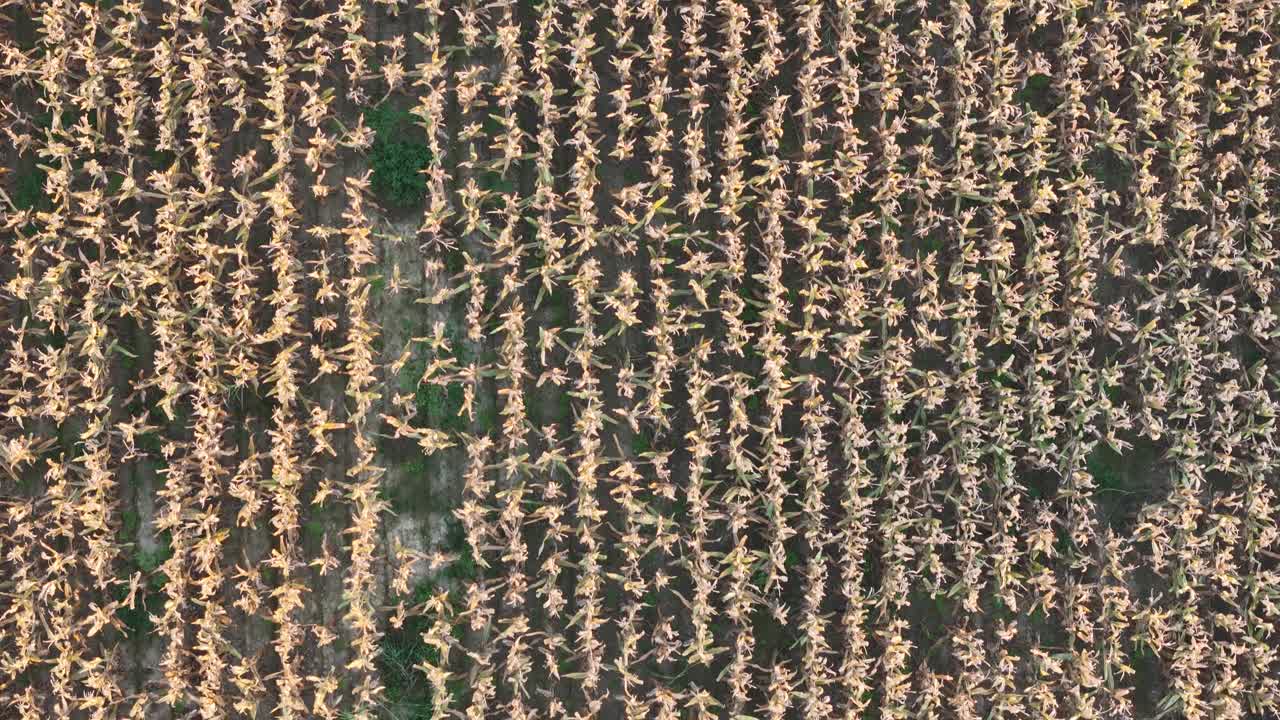 Aerial image shows dry, golden rows of corn in late growth stage, arranged in parallel lines across a cultivated field in Northern Italy