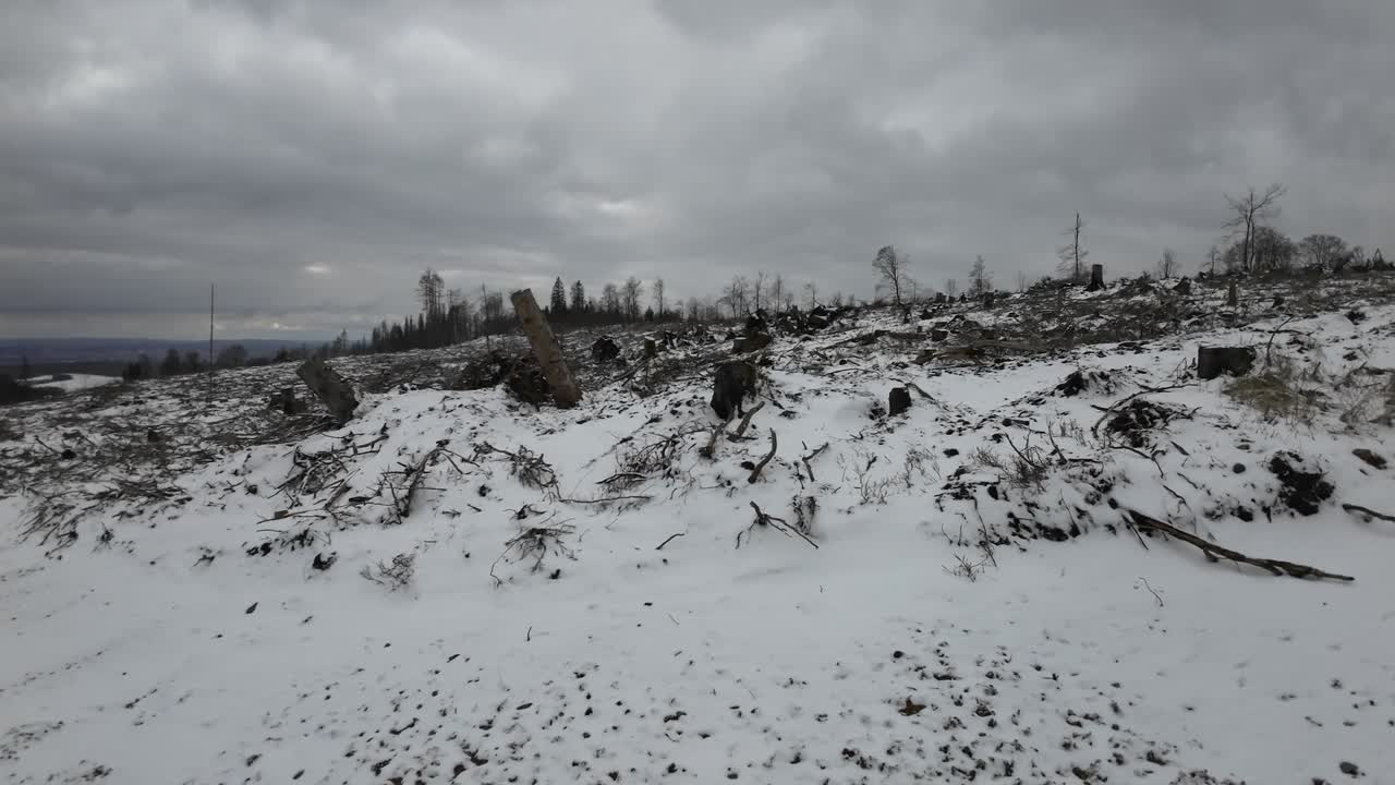 Ripresa in movimento di un bosco invernale della Turingia in condizioni devastanti con molti alberi morti