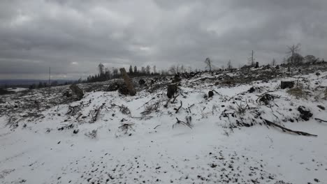 Camera-follow-of-wintery-Thuringia-woodland-in-devastating-condition-with-many-dead-trees