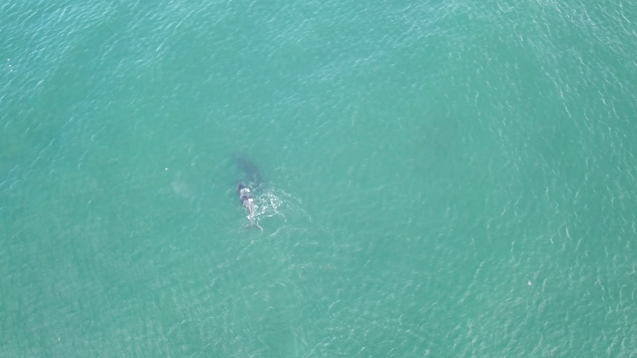 A mother whale with her baby breaching the water off the Monterey CA coast