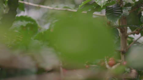 coffee-plant,-with-red-fruit