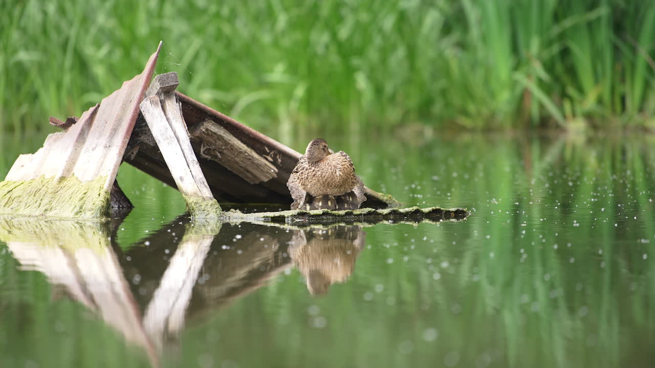 Old wooden planks in the river with waterfowl sitting on them. Mother duck warming her little ducklings at daytime. Blurred backdrop.