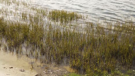 4k half submerged water plants moving on the tide in the bedside of ria de aveiro on the estuary of river vouga, 60fps