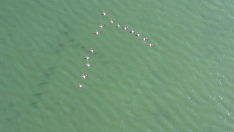 wild pink flamingos flying in formation overwater