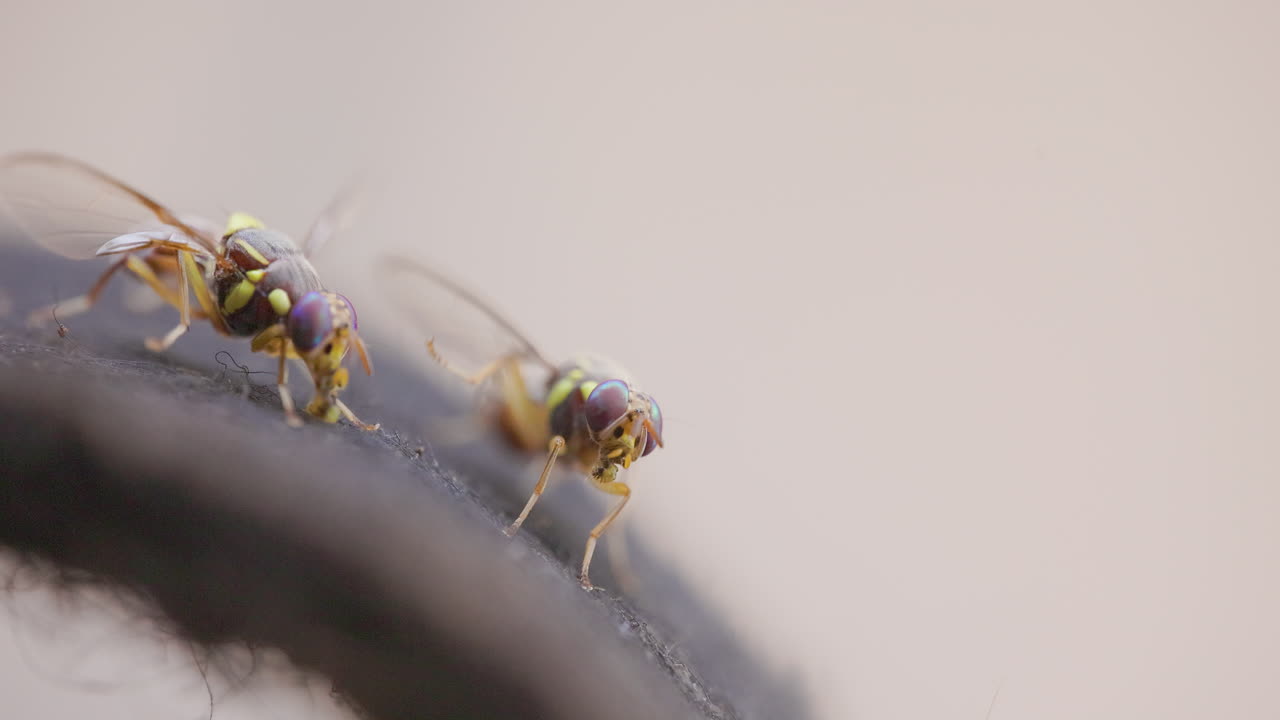 Oriental Fruit flies competitive behaviour, two insects kicking each other for feeding territory