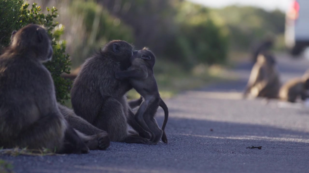 Keluarga babun berjalan di sepanjang jalan dengan kendaraan di latar belakang di Cape Town, Afrika Selatan