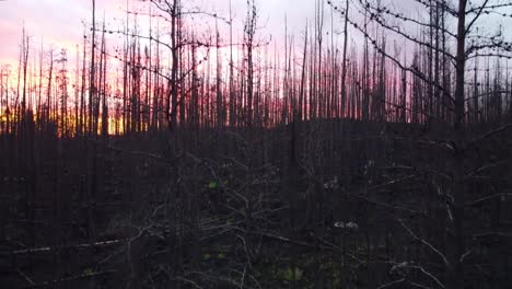 Drone-view-of-Trees-in-a-bare-and-dry-forest-due-to-a-large-forest-fire-in-Québec-Province,-Canada