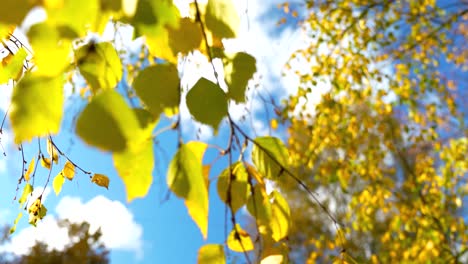 Bottom-up-view-of-yellow-autumn-fall-leaves-against-cloudy-blue-sky,-static