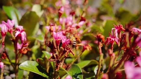 bee hovering over blooming flower in a sunny garden