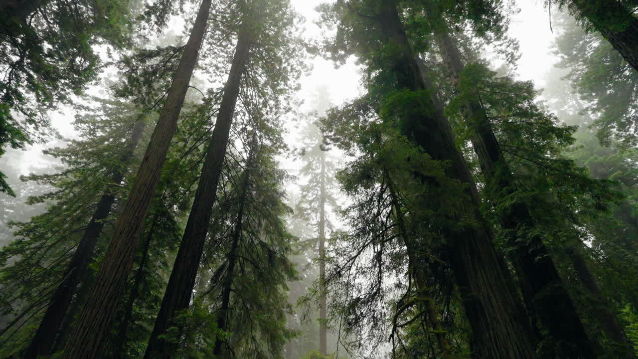 Sotto le imponenti sequoie, scoprendo meraviglie naturali senza tempo