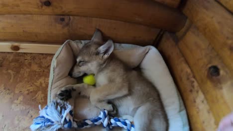 Besuch-Eines-Grauen-Wolfsbabys,-Das-In-Seinem-Bett-Schläft