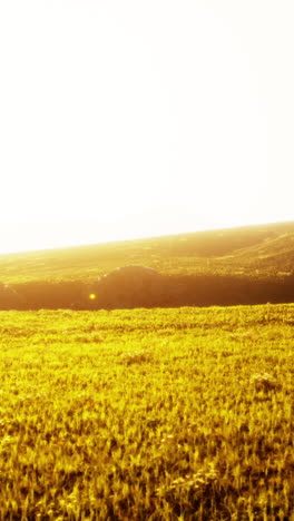 golden sunset over a wheat field