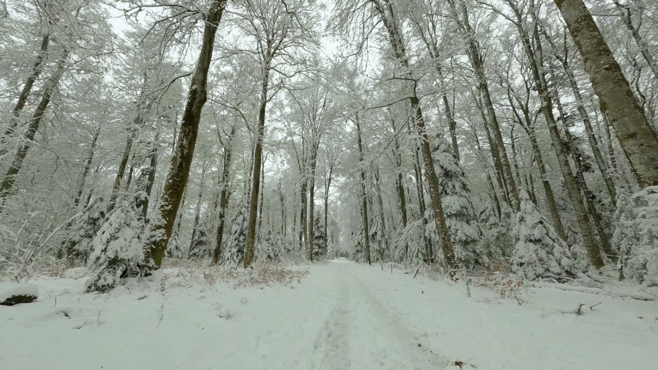 스위스 vaud에 있는 bois du jorat의 눈 덮인 숲을 통과하는 직선 경로