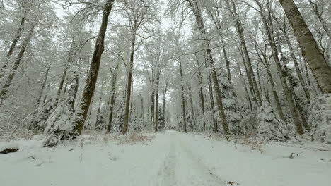 straight path through snowy forest of bois du jorat in vaud, switzerland