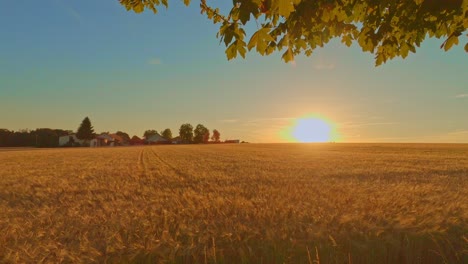 view over a yellow cornfield while the summer sun is going under in light orange and red colors - beautiful summer day comes to an end