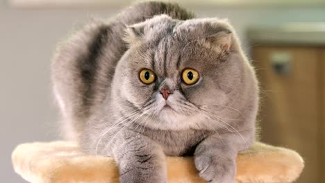 portrait of scottish fold cat