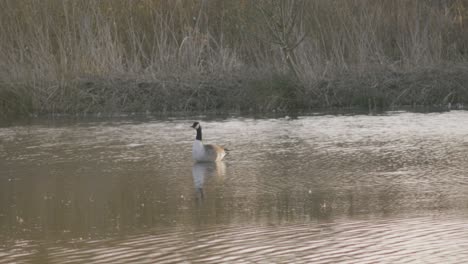 a swan is in the water