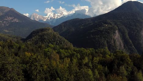 volando hacia abajo sobre un bosque de abetos