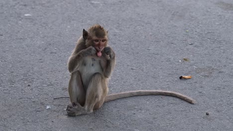 4k footage of a wickedly smart long-tailed macaque, macaca fascicularis, sitting on the pavement holding a string against its mouth as if using it as a dental floss then walks out of the frame