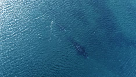 ballenas nadando pacíficamente en aguas claras y poco profundas en la patagonia - vista aérea de arriba hacia abajo en cámara lenta