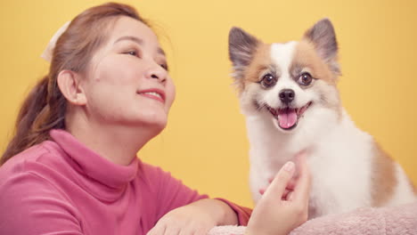 women love the animal playing with chihuahua mix pomeranian dogs for relaxation on bright yellow background-1